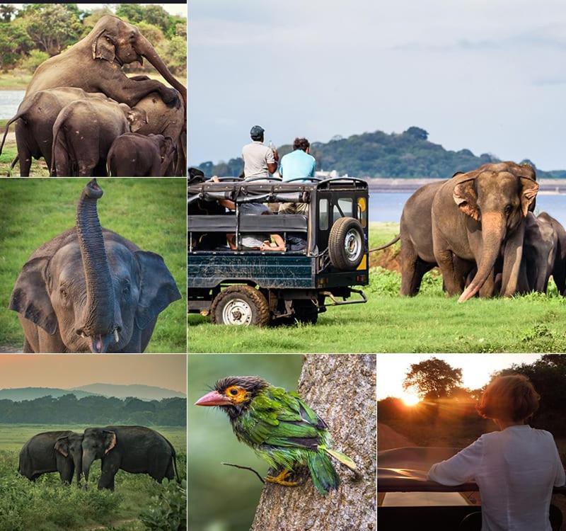 Manju Homestay Sigiriya Exteriér fotografie